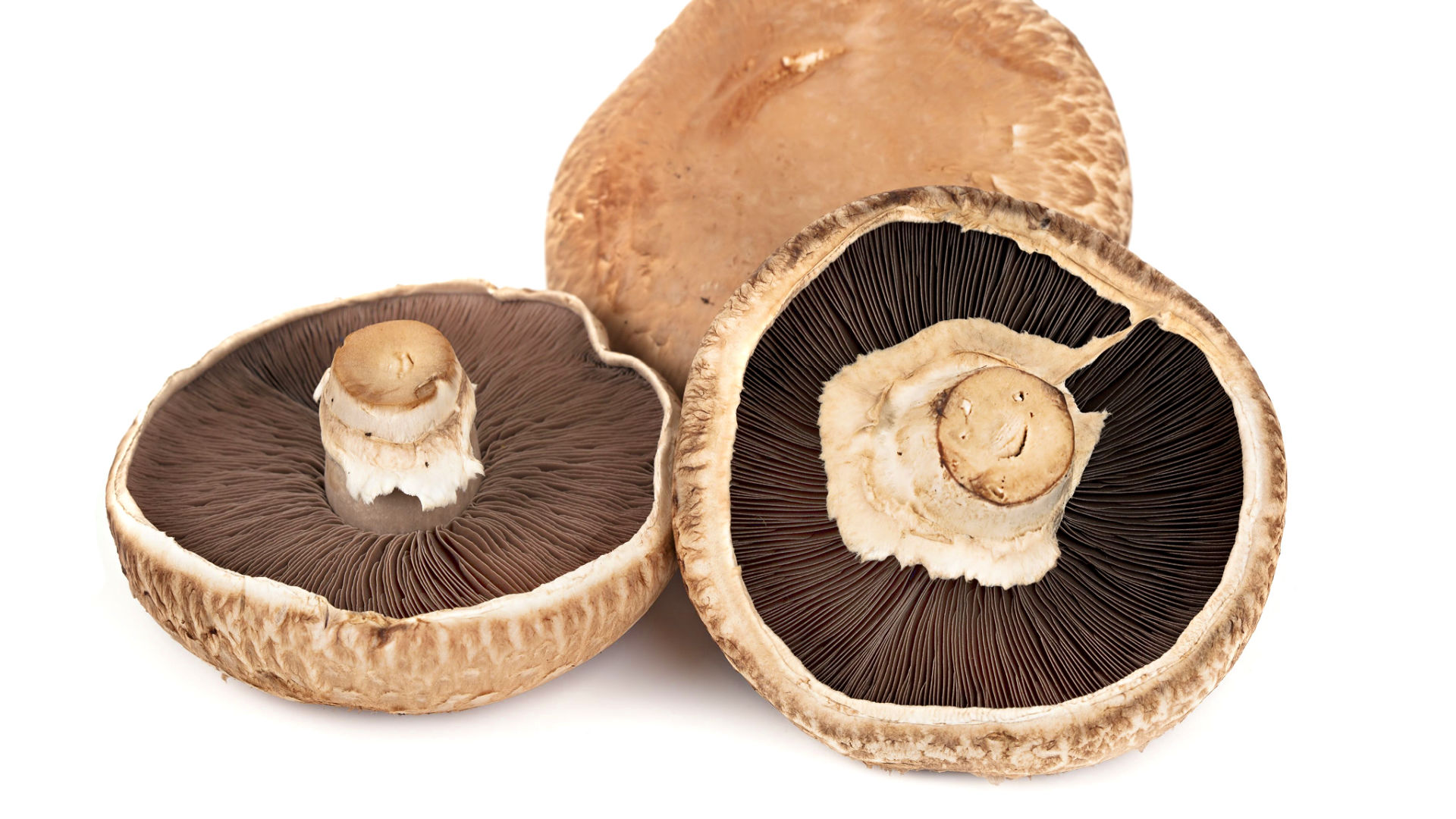 Can Dogs Eat Portabella Mushrooms