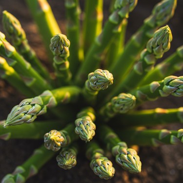 Seasonal Ingredient: 12 Fresh Asparagus Recipes to Spearhead May!