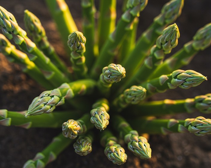 Seasonal Ingredient: 12 Fresh Asparagus Recipes to Spearhead May!
