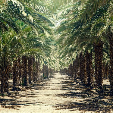 A Closer Look at the Date Palm
