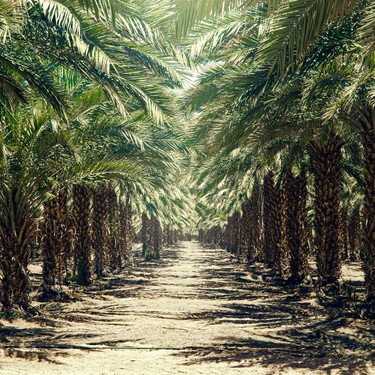 A Closer Look at the Date Palm