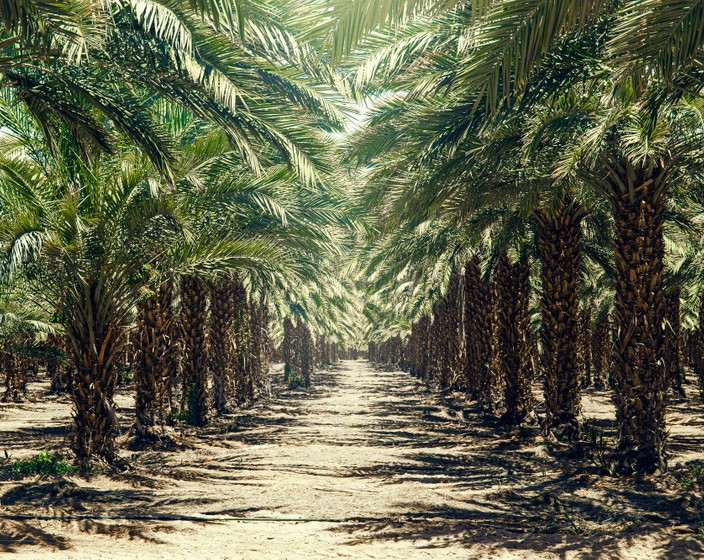 A Closer Look at the Date Palm