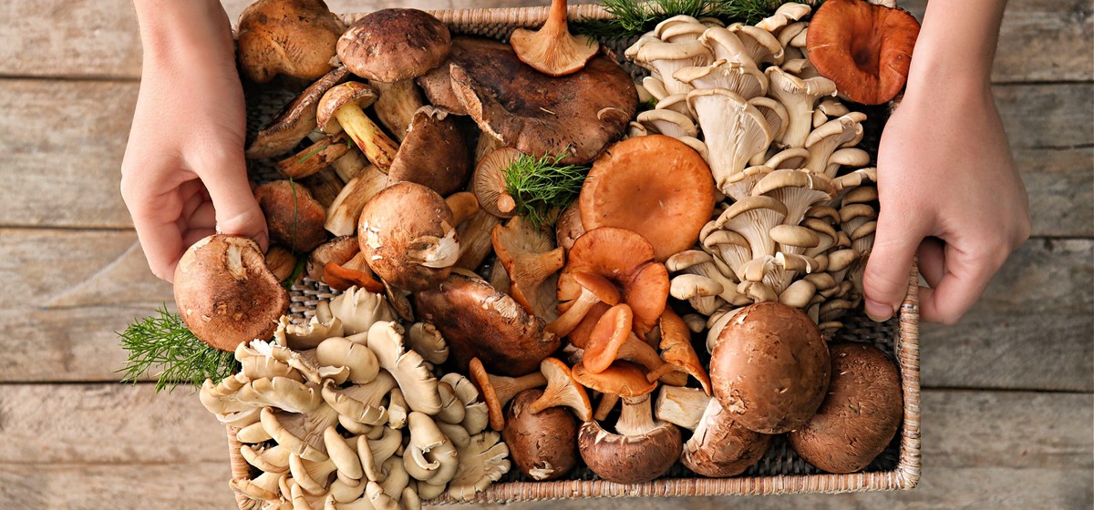 Mushroom Mushroom Names 21 Types Of Mushrooms From A To Z EXWJ Mushroom Mushroom Names 21 Types Of Mushrooms From A To Z EXWJ