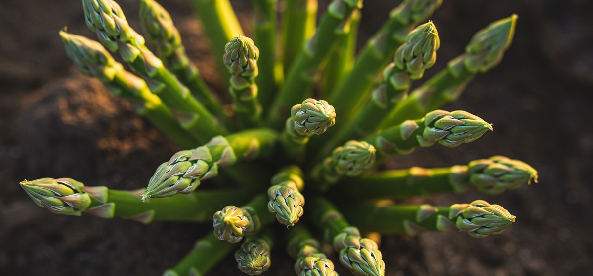 Seasonal Ingredient: 12 Fresh Asparagus Recipes to Spearhead May!