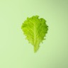 Lettuce Leaf