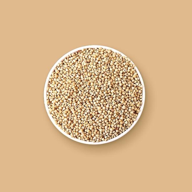 Sorghum