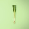 Scallion