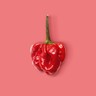 Scotch Bonnet Pepper