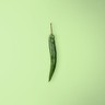 Long Green Chili Pepper