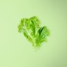 Escarole Lettuce