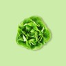 Boston Lettuce