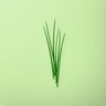 Chinese Chives