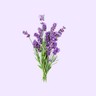 Fresh Lavender