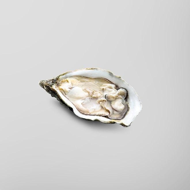 The Oyster