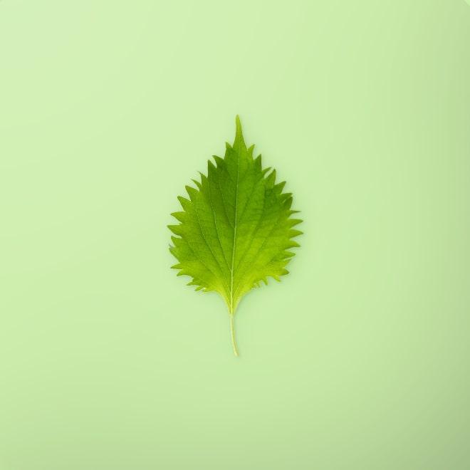 Shiso Leaf