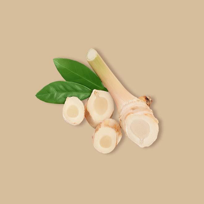 Galangal