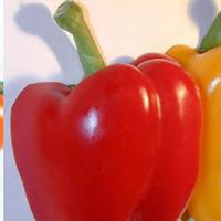 recipe author image