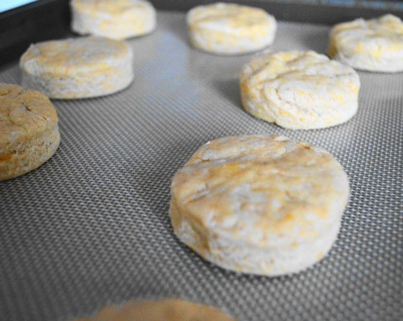 step 7 Use a biscuit cutter to cut out the biscuits as close together as possible. Then take the scraps and press them out again into a smaller disc and cut out as many more as possible. 8-9 should be possible with the amount of dough.