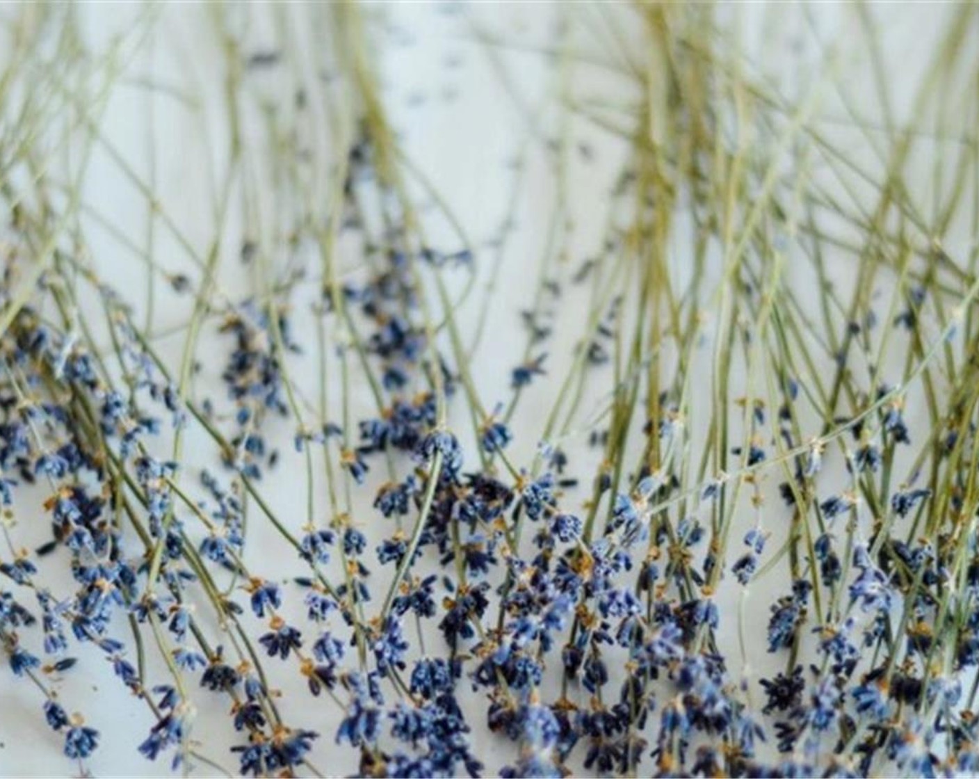 step 1 In a medium bowl, combine Fresh Blackberries (2 cups), Dried Lavender Bulbs (1/4 tsp) and Granulated Sugar (1 cup). Cover and refrigerate for 24 hours.