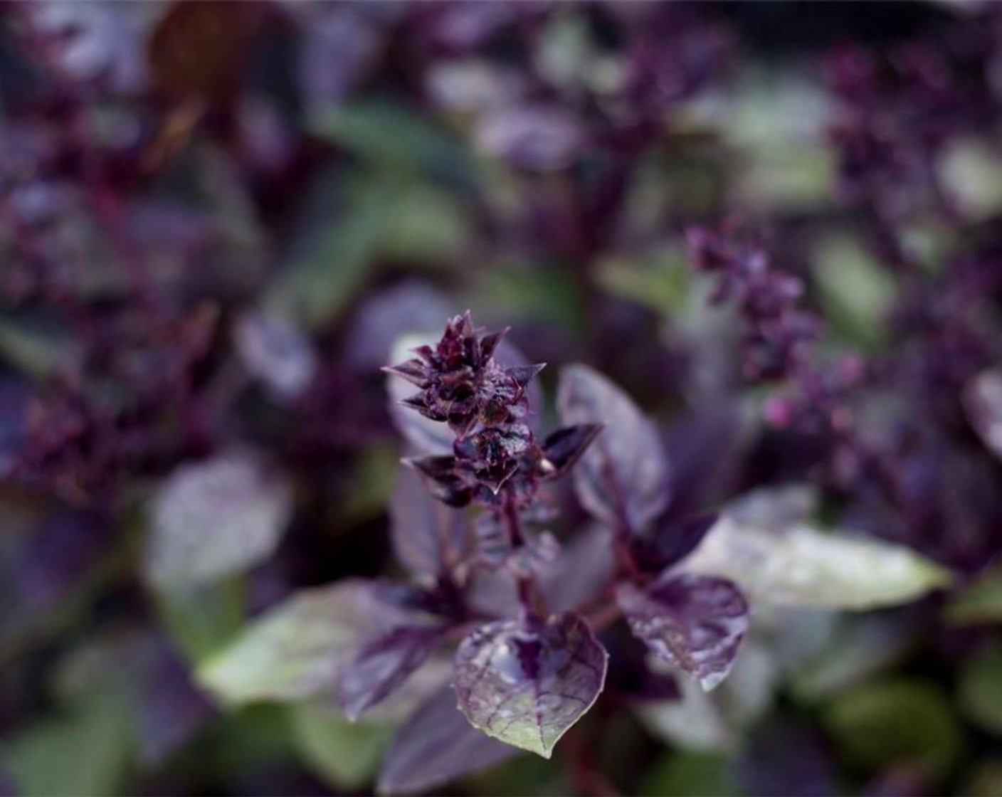 step 2 Tear the Fresh Thai Basil Leaves (5) in half and add to the sugar water. Allow to reduce and infuse for 10 minutes over low heat. Strain to remove the leaves before adding the blueberry mixture to the syrup and stirring to combine. Allow to cool.