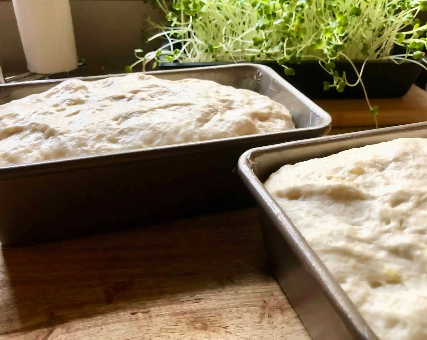 step 6 Let the dough rise in the pans on the countertop near the oven (or another warm, draft-free spot) for 20-25 minutes, until the top of the dough just crowns the rims of the pans.