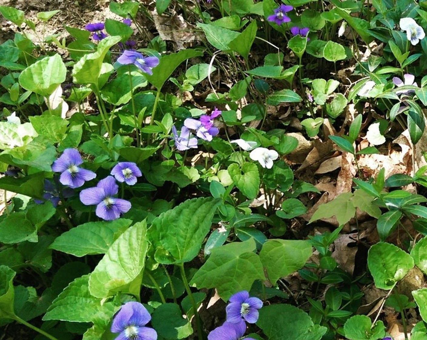 step 1 Gather (or purchase) tender wild Violet Flower Petals (1 bunch) from a pesticide-free environment.