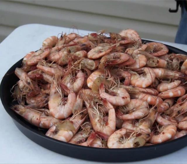 Boiled shrimp store