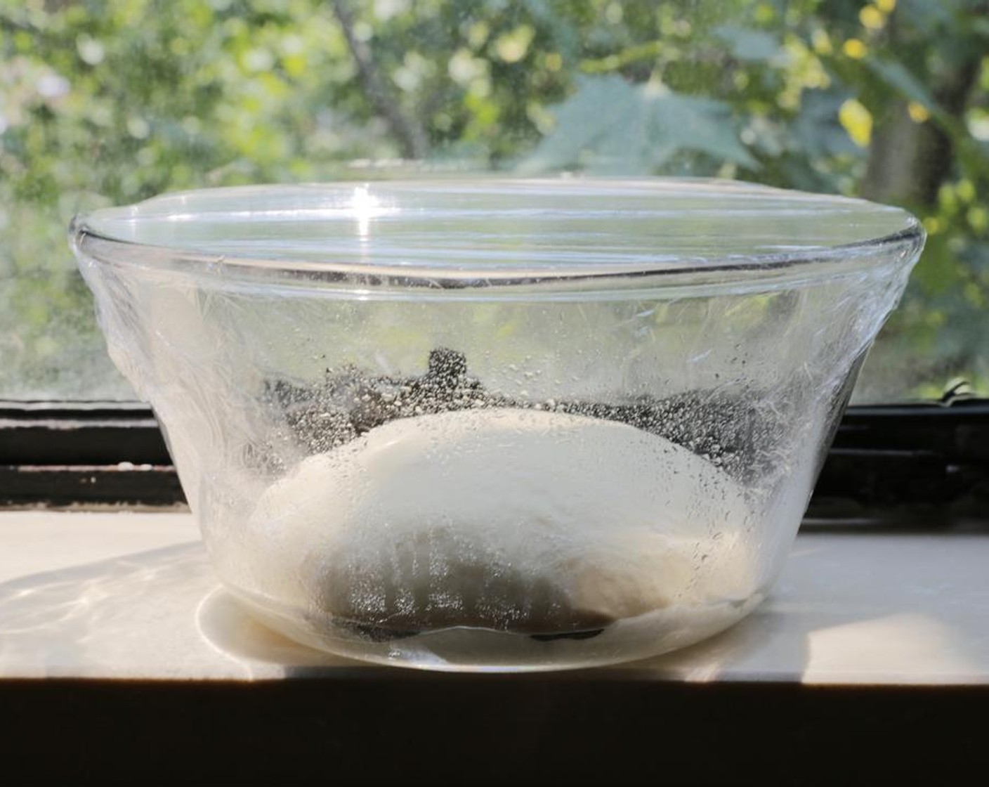 step 4 Place the dough in a lightly-oiled bowl, cover with plastic and place in a warm place to prove for about 2 hours.
