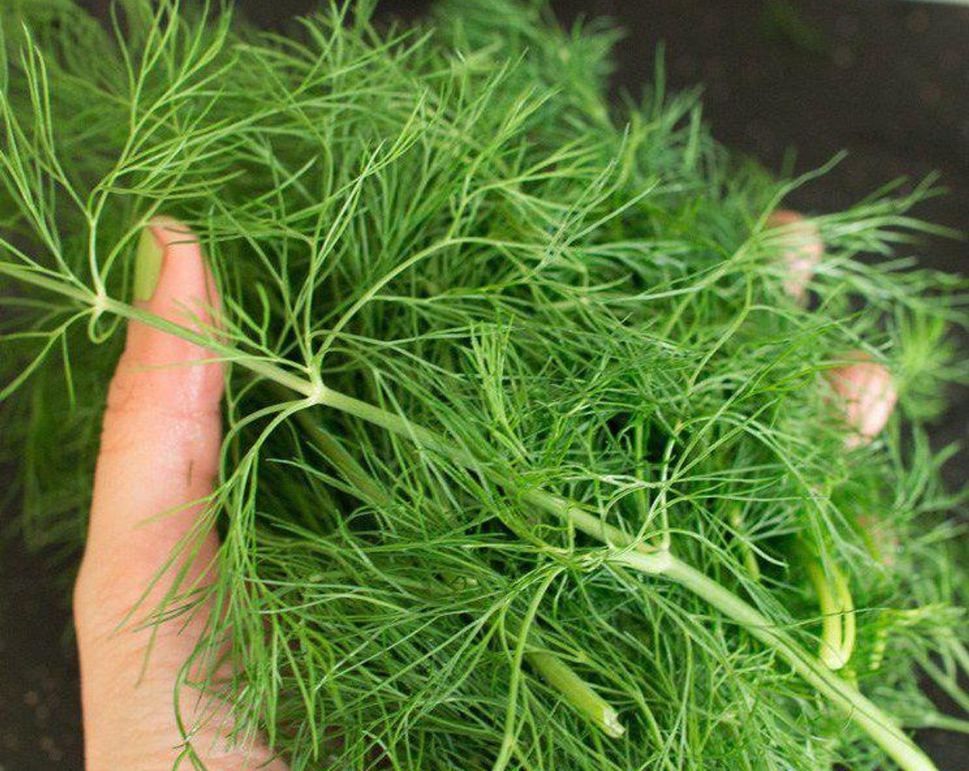 step 2 Strip the Fresh Dill (1 1/3 cups) from its hard stems and chop roughly.