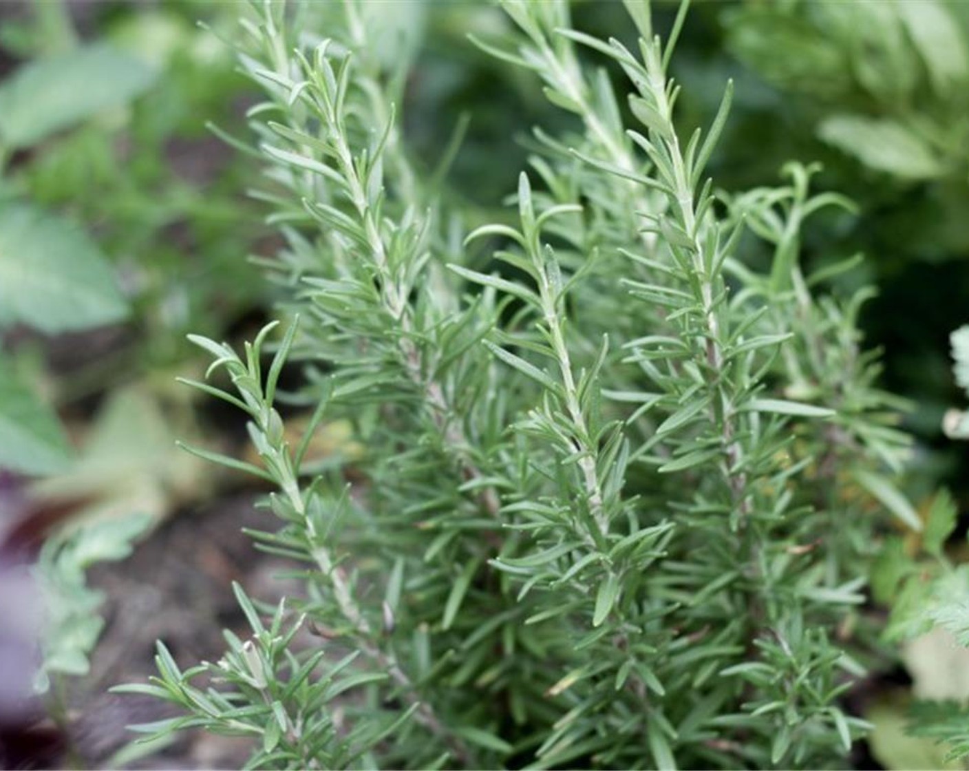 step 1 Over medium heat dissolve the Granulated Sugar (1/4 cup) in the Water (1/2 cup). Strip the leaves from the Fresh Rosemary (2 sprigs) and roughly chop to release their oils.