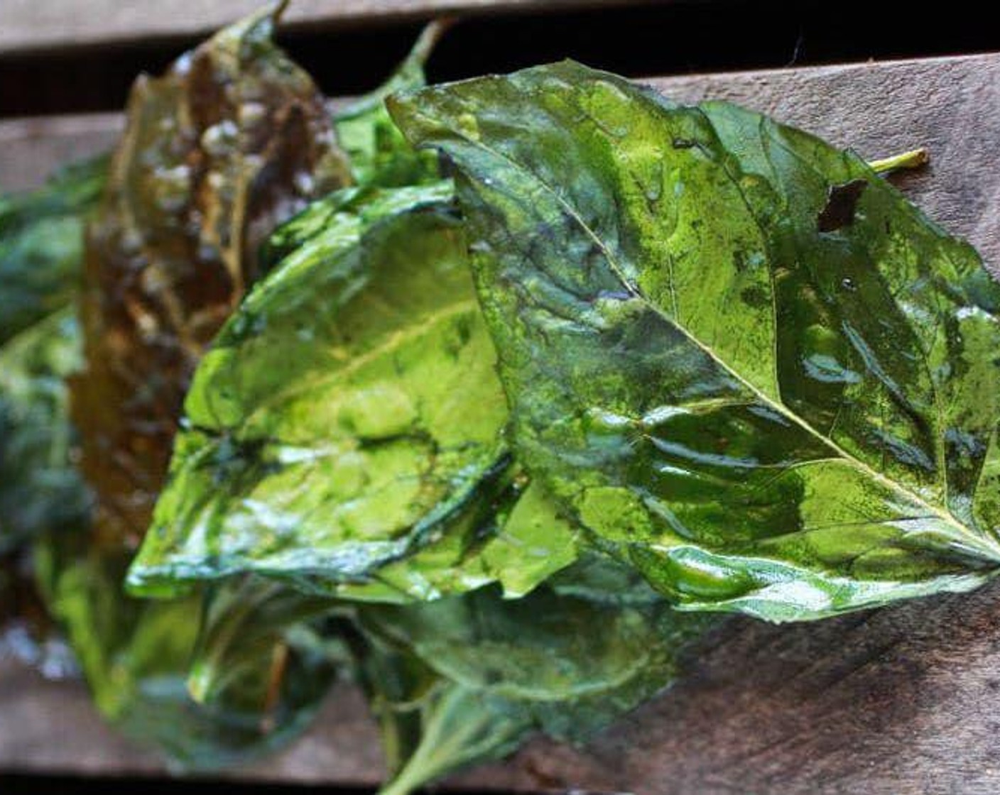 step 2 Make sure the Fresh Basil Leaves (12) are really dry so they crisp instead of wilt in the oven. Arrange the basil leaves on a baking sheet and sprinkle with Olive Oil (1 tsp), Salt (to taste), and Ground Black Pepper (to taste). Toss the leaves with your hands to make sure they’re well-covered.