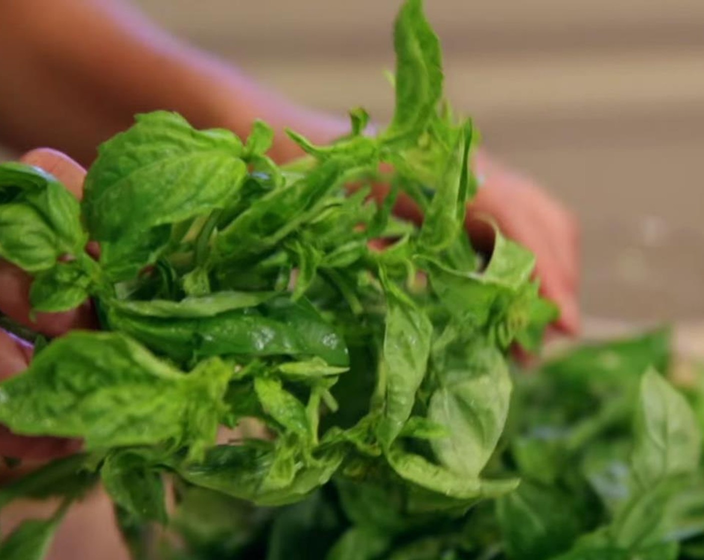 step 1 Gently rinse Fresh Basil (2 bunches) with water and pat dry or dry in a salad spinner. Separate the leaves, discarding the stems.