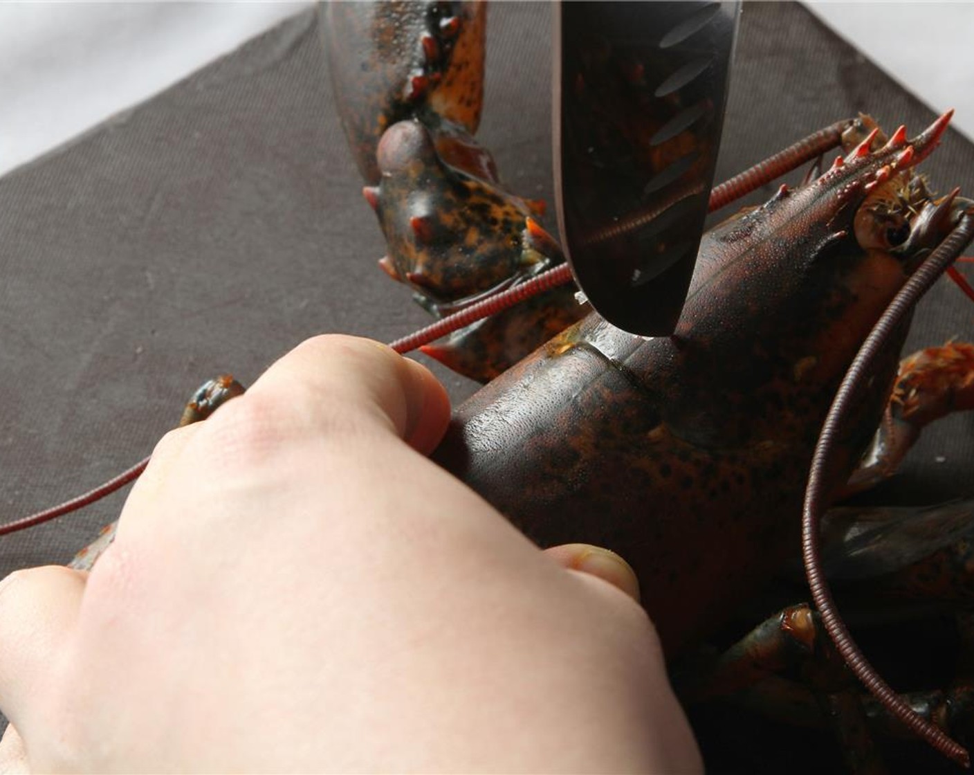 step 1 First, make an incision in the Lobster (1) head.